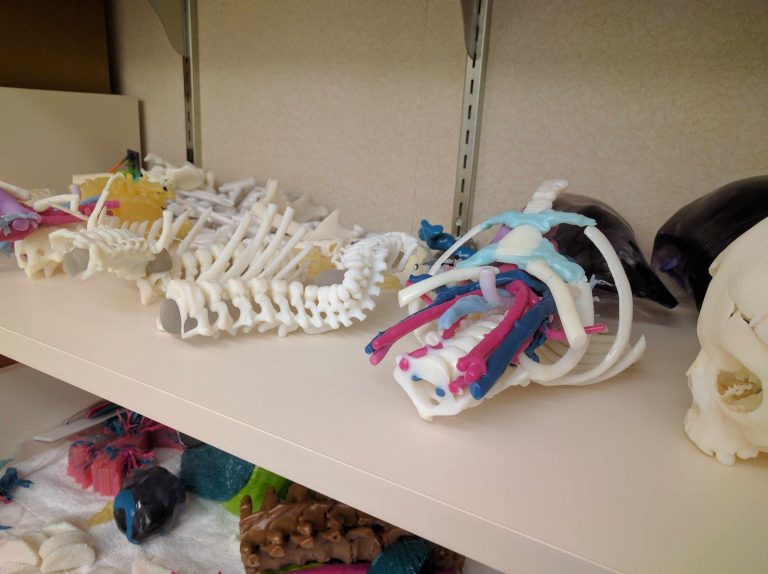 A collection of 3D printed anatomical models at the Anatomical Modeling Laboratory. Photo via the Mayo Clinic.