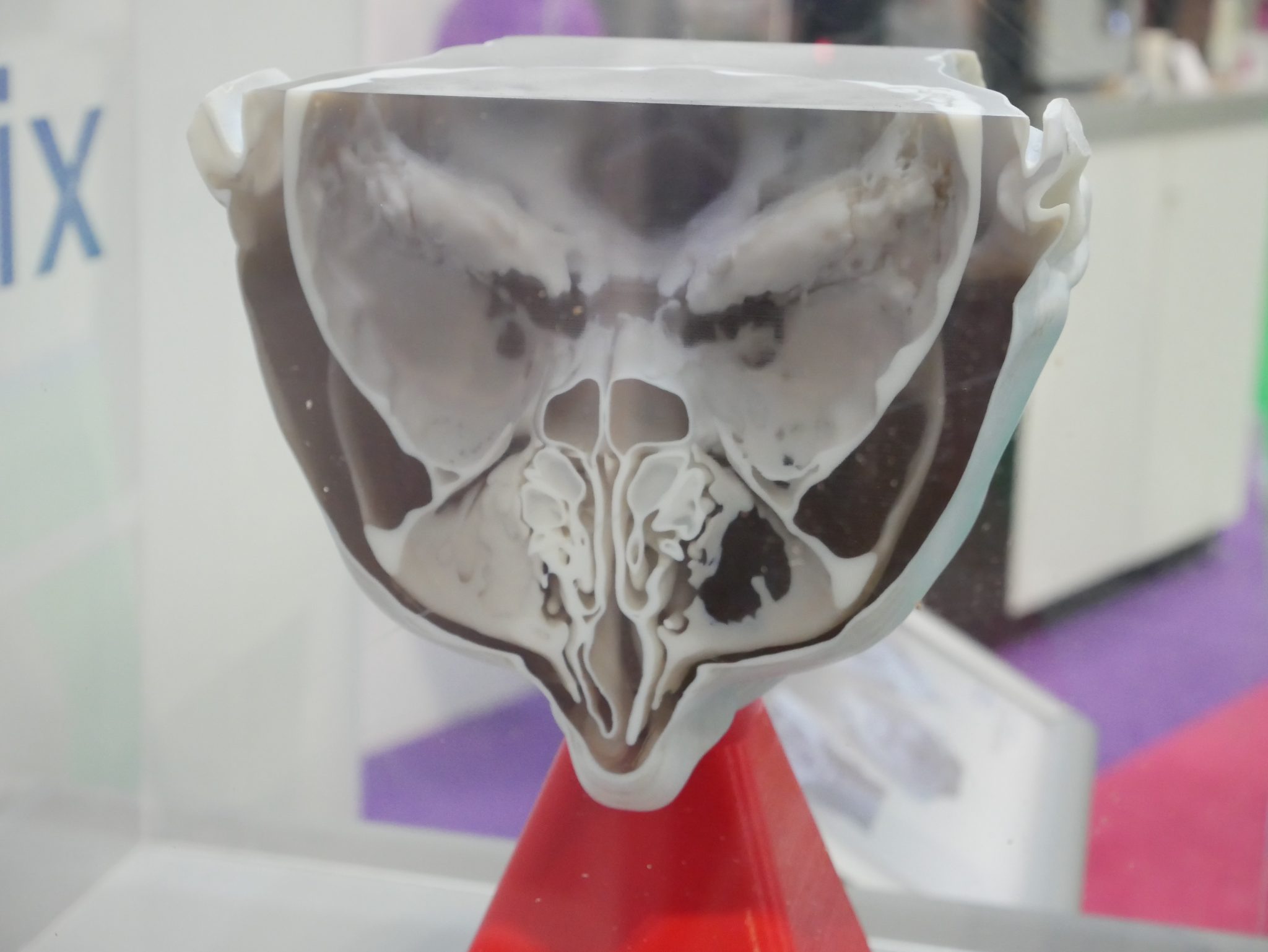 A medical 3D brain model printed on the Stratasys J750 from an MRI scan. Photo by Tia Vialva.