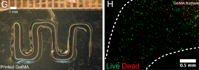 Using a 25-gauge extruder tip, rectilinear line patterns of Gelatin methacrylate (GelMA) could be printed (G) and the viability of GelMA cells within the resulting constructs was assessed by LIVE/DEAD staining kit 24 hours after printing and UV curing (H). Image via UOT.