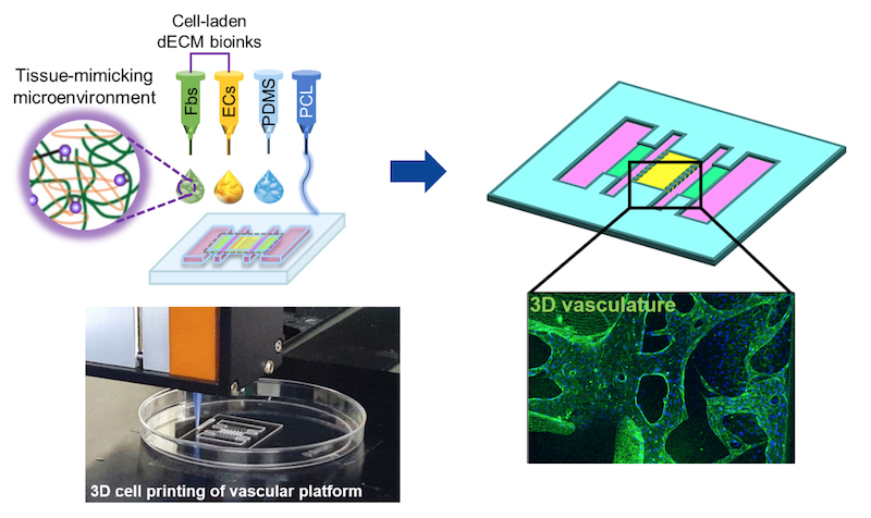 Fabrication of a vascular platform using the 3D printed airway-on-chip. Image via Ju Young Park/ Seoul National University.
