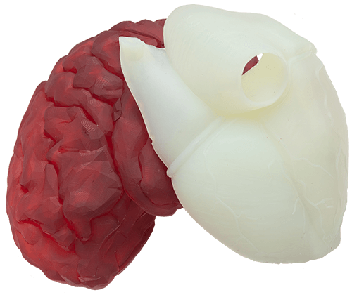 A 3D printed anatomical model. Photo via B9Creations.